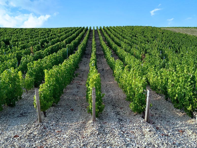 33.-chatau-le-pinpixabay