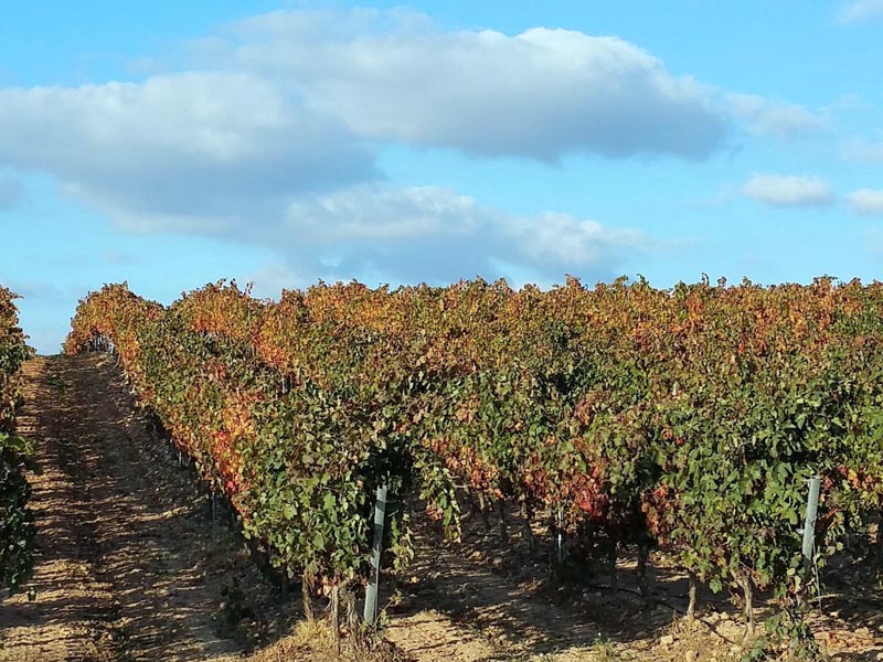 51.-bodega-abel-mendoza